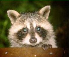 Racoon