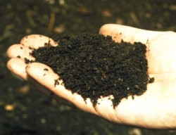 Compost in Persons Hand
