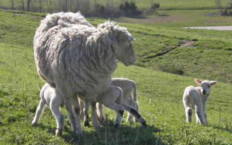 Three Baby Sheep Nursing on Mother