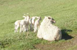 Mother Sheep with Four Babies