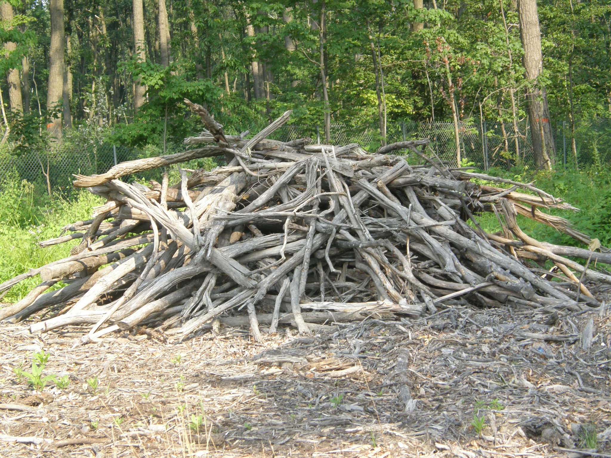 Brush Pile