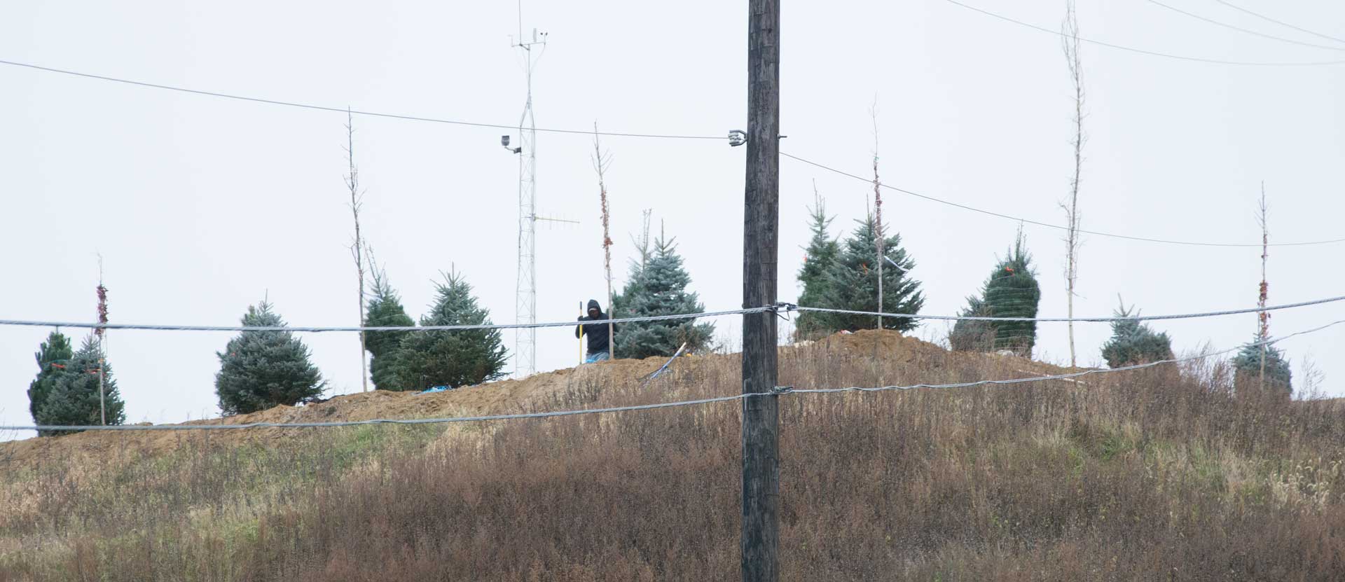 Trees seen from the access road below