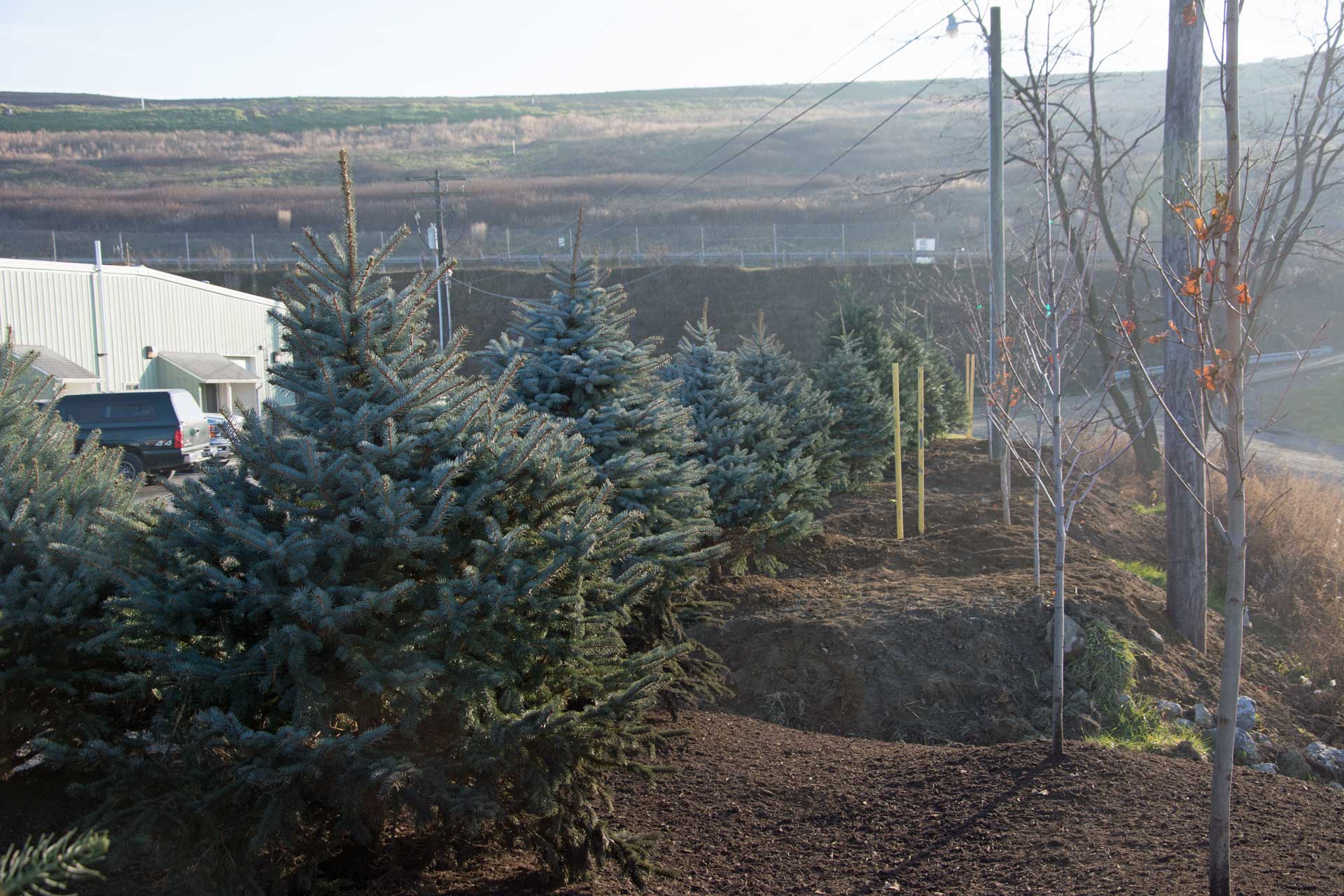 Looking South in the trees