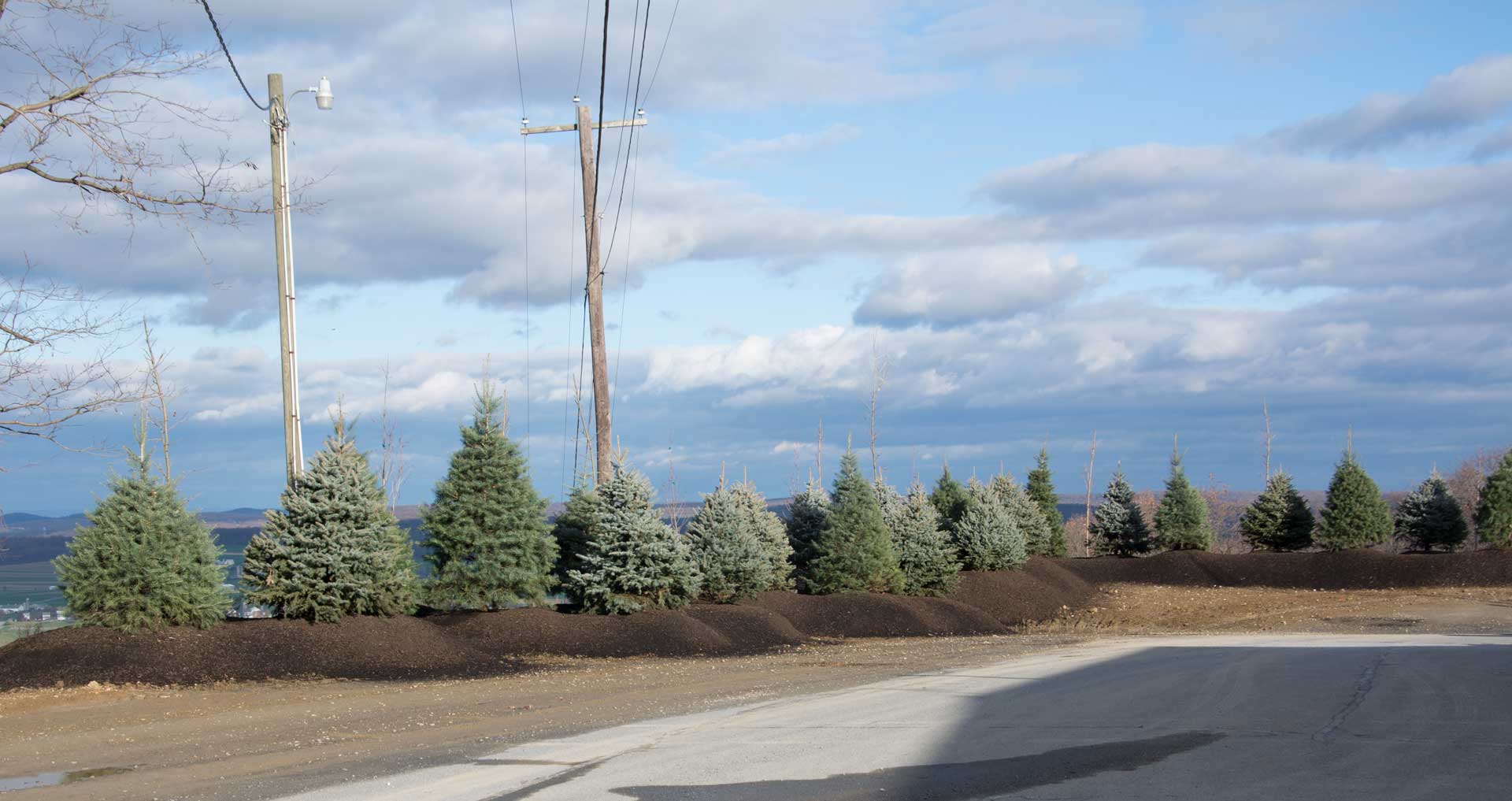 Trees on the west side